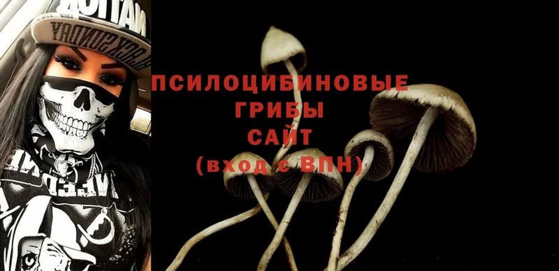 Галлюциногенные грибы Psilocybine cubensis Камышлов